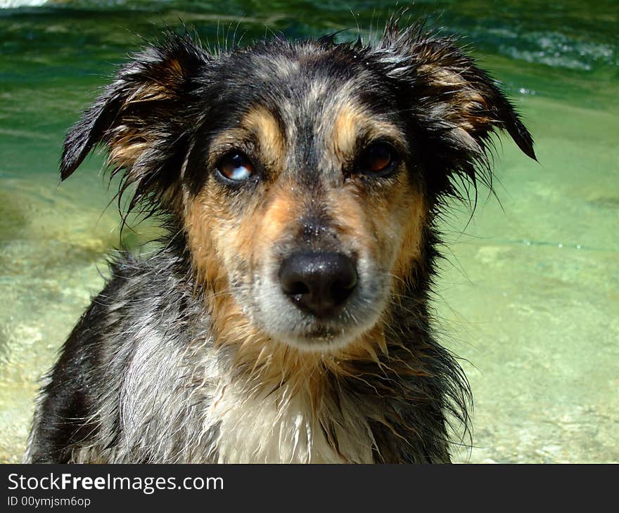 Dog standing on a river bank. Dog standing on a river bank