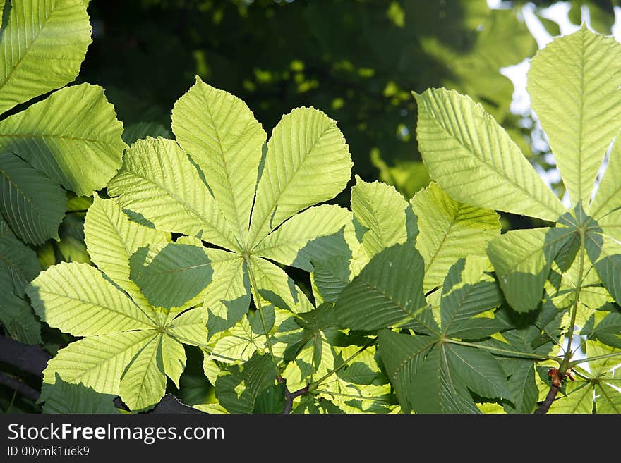 Chestnut Tree Leaves