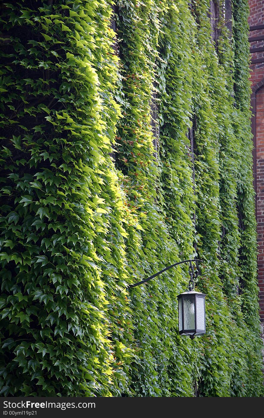 An Ivy covered wall in bright springtime sunlight. An Ivy covered wall in bright springtime sunlight