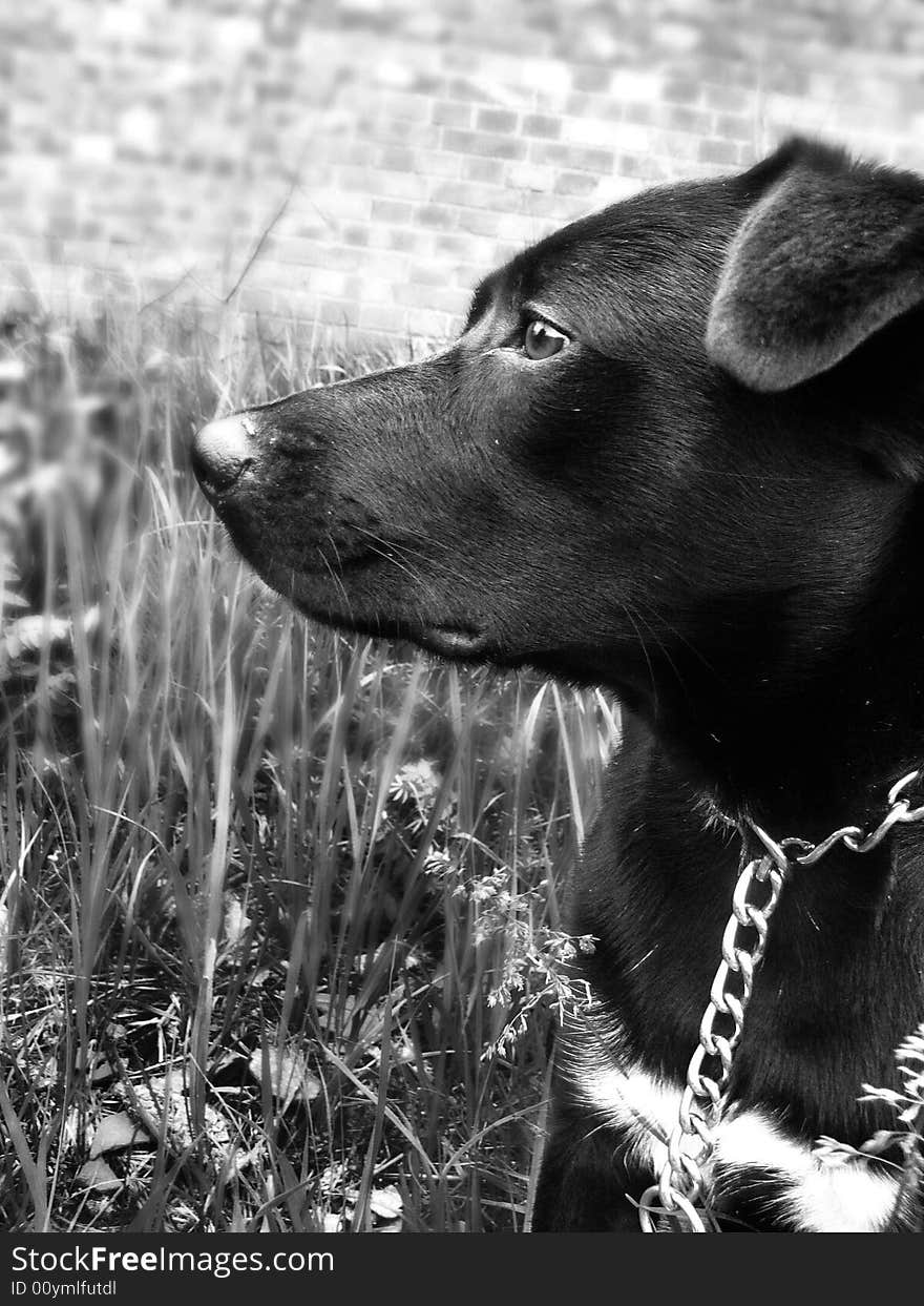 Dog on the nature,Pending the owner. Dog on the nature,Pending the owner