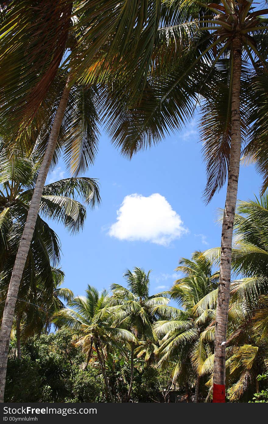 Blue sky and cloud with a border of coconut palm trees. Blue sky and cloud with a border of coconut palm trees.