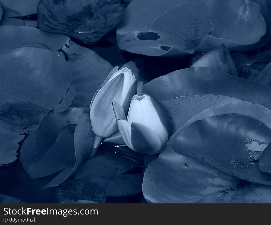 Water lilies in pond, blue coloration. Water lilies in pond, blue coloration