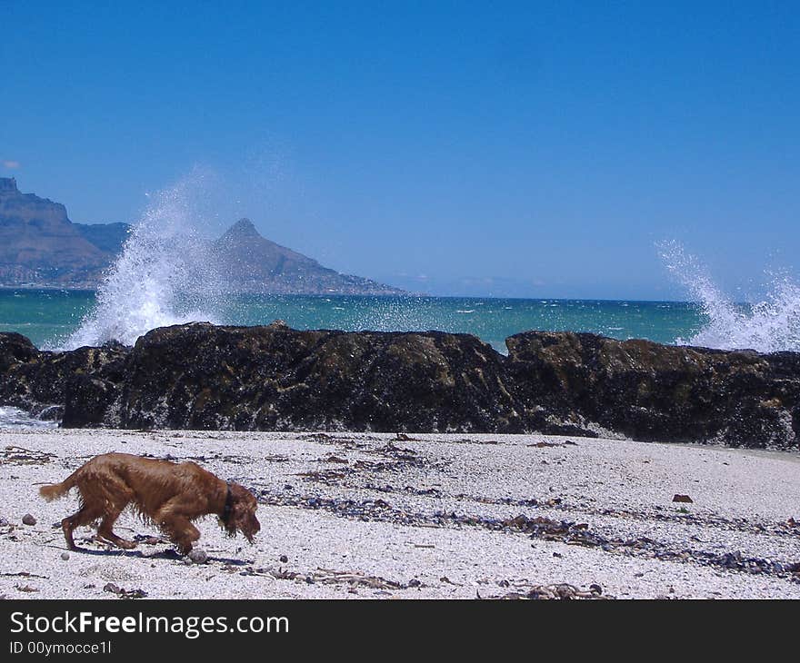 A wet golden spaniel walking on the beach after a swim. A wet golden spaniel walking on the beach after a swim