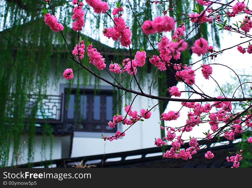 When spring comes,there are many peachblossom before this historic building. When spring comes,there are many peachblossom before this historic building.