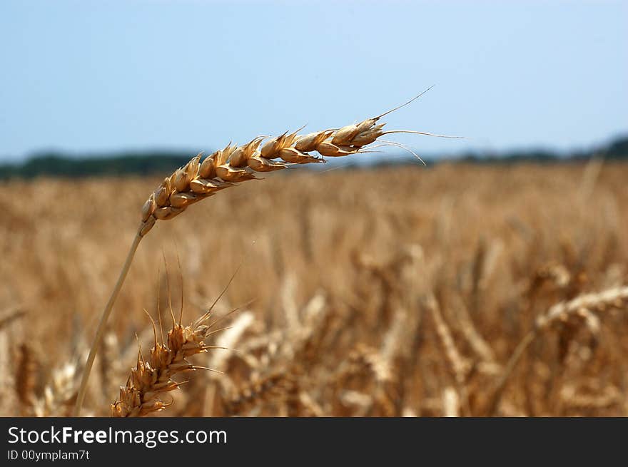 Wheat in the sun