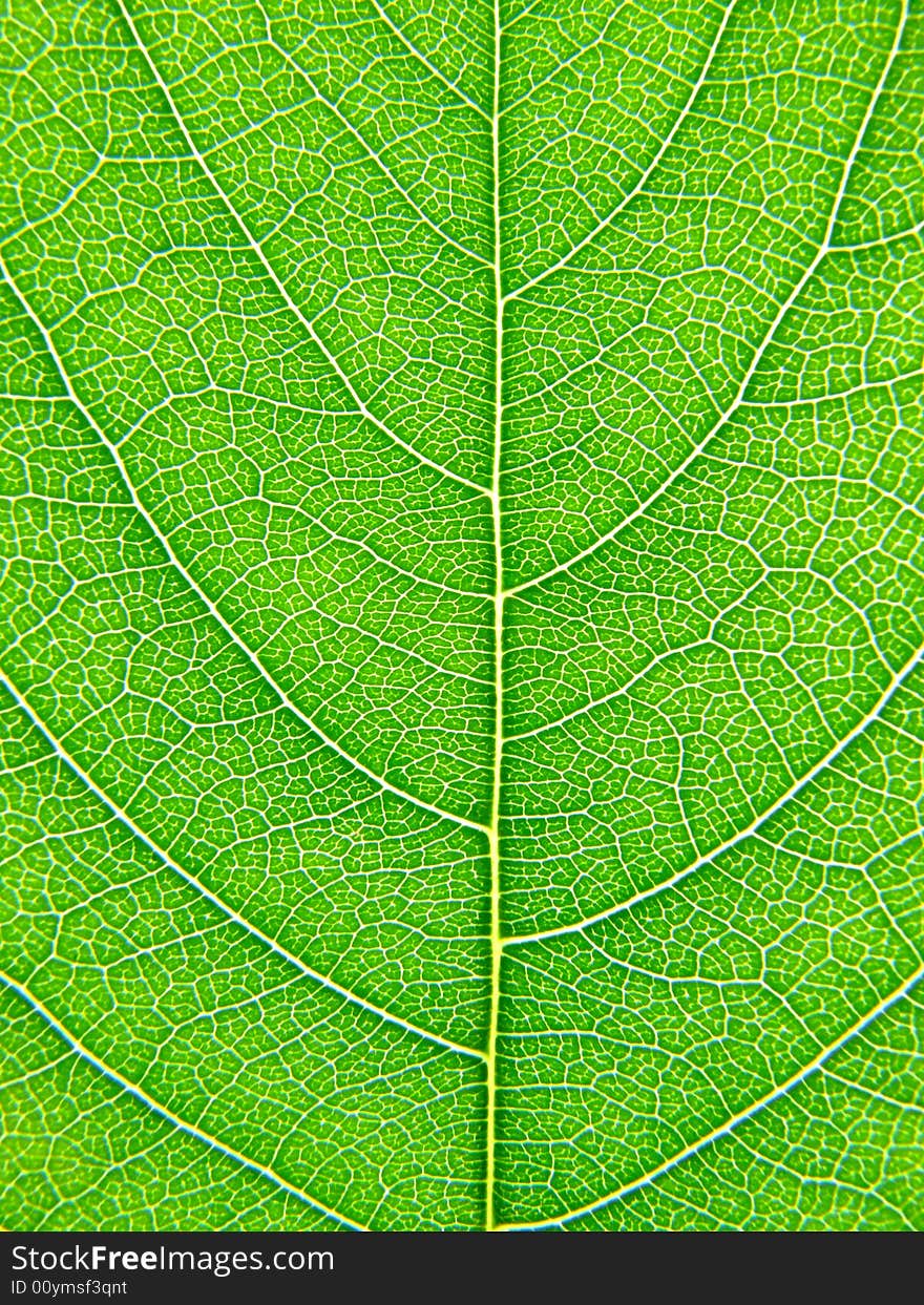 Tree Of The Cherry Leaf