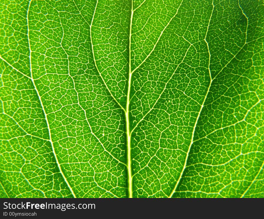 Tree of the lilac leaf