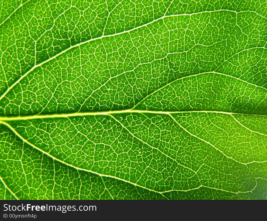 Tree of the lilac leaf