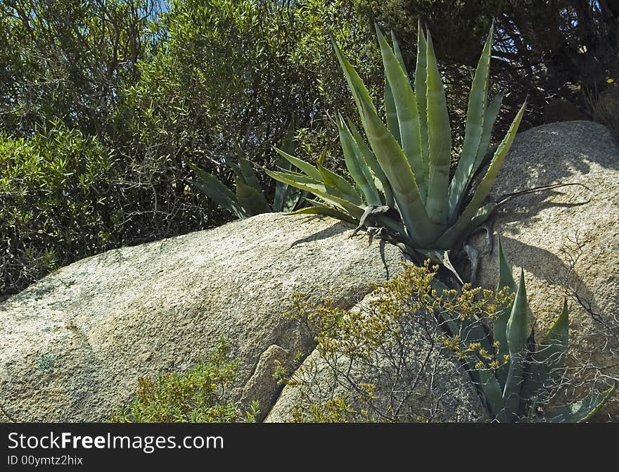 Agave plant