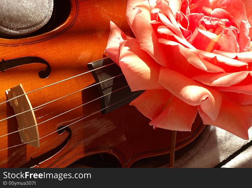 Large pink rose on a Violin. Large pink rose on a Violin