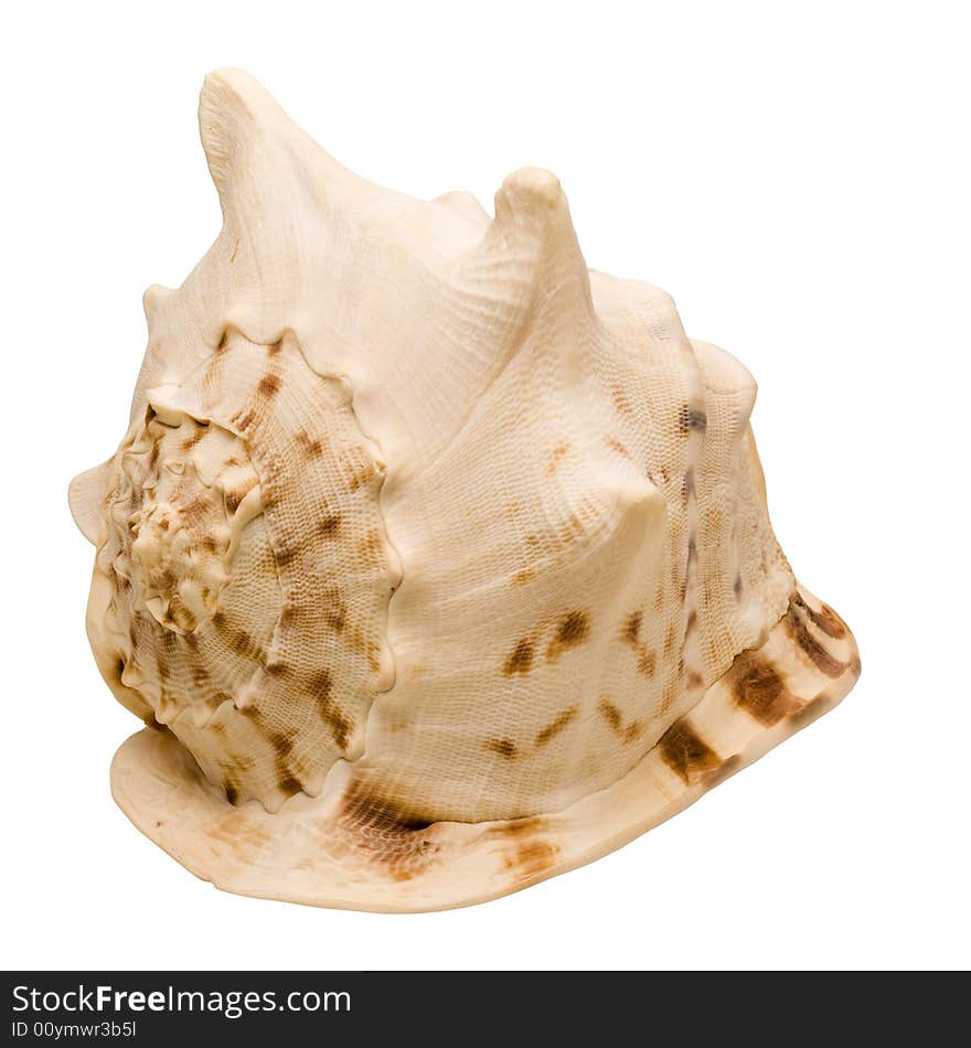 Pacific snail hat-shaped