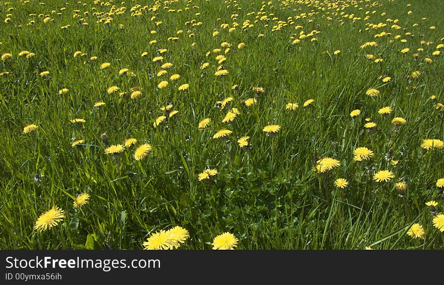 Dandelion meadow