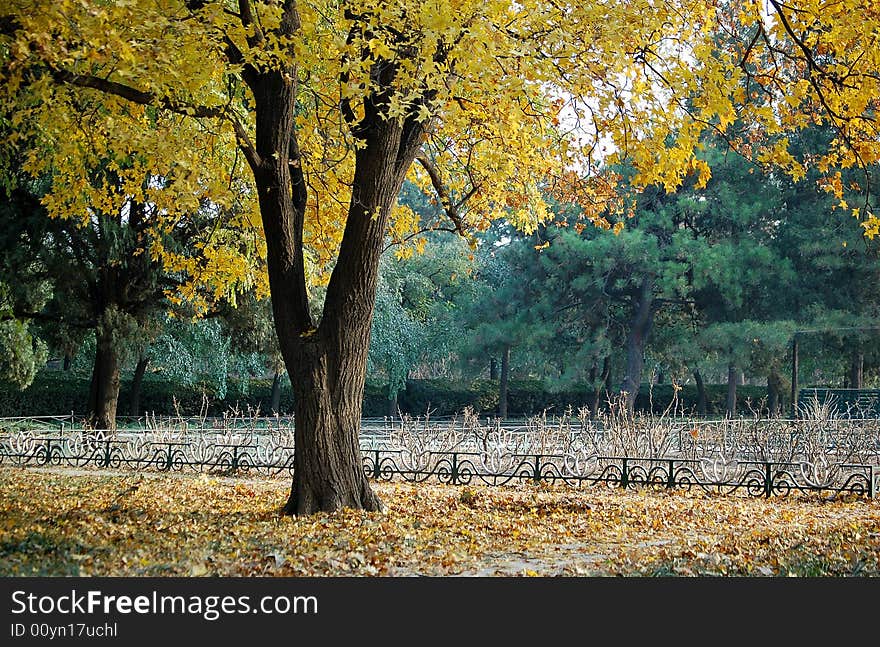 Autumn tree in a park