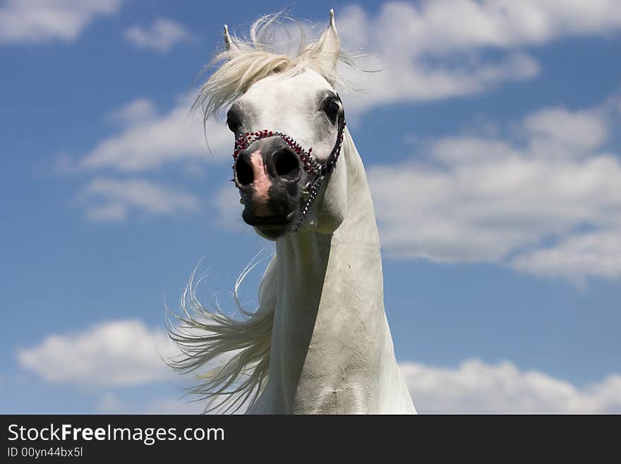 White arabian horse on the blue sky. White arabian horse on the blue sky