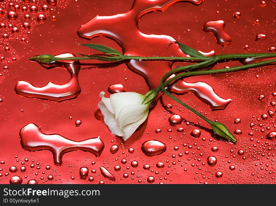 White flower with water droplets