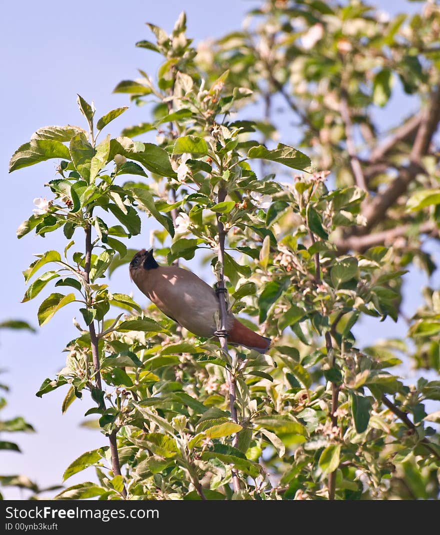 Waxwing on apple tree with a white petal in his beak. Waxwing on apple tree with a white petal in his beak