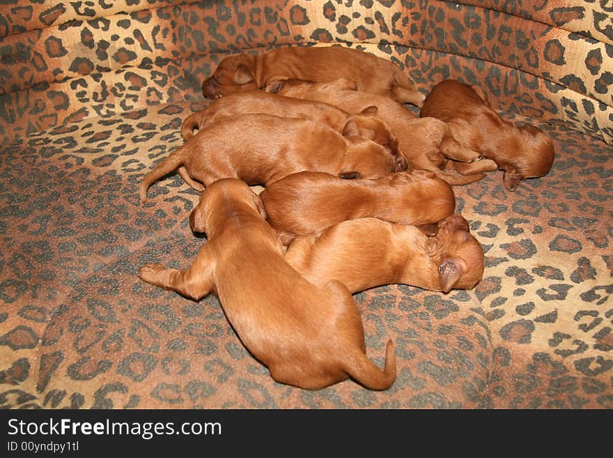 Eight puppies