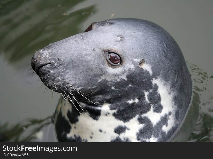 Close-up of a cute sea lion sticking his head out of the water