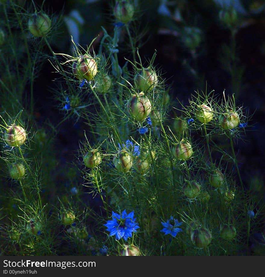 Garden Plants