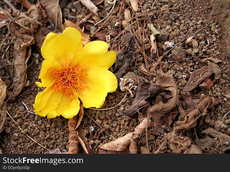 Yellow flower