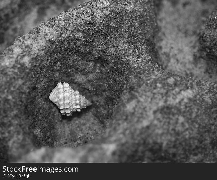 Still life with shell in grayscale