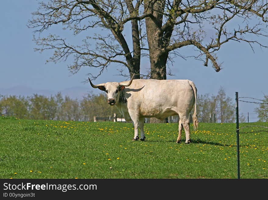 White Bull Starring at me. White Bull Starring at me