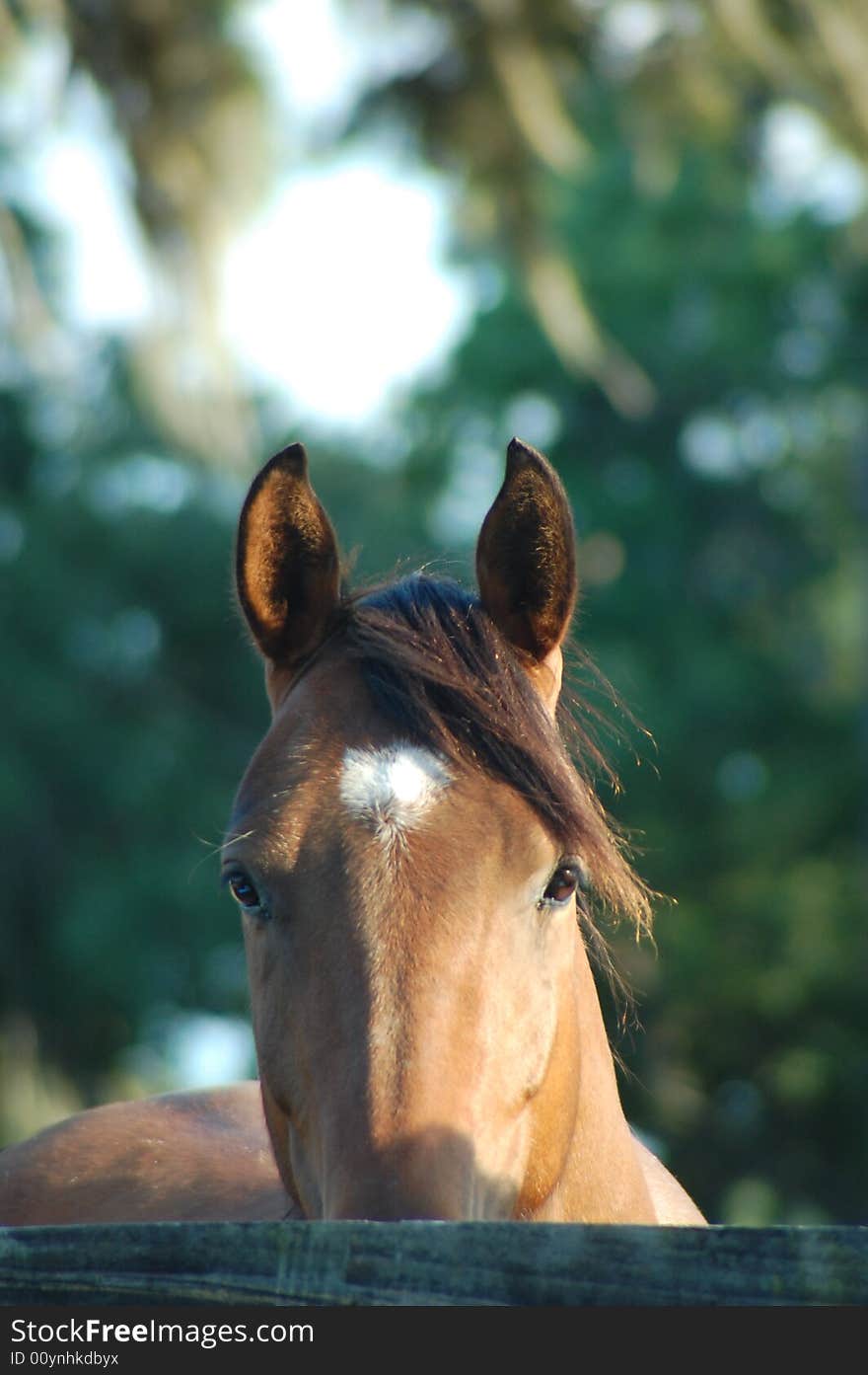 Horse Looking Over A Fence