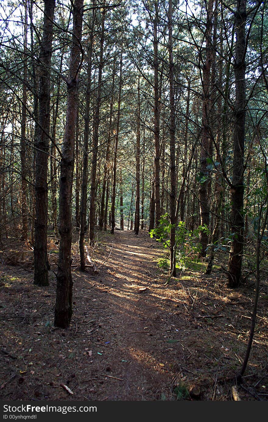 Little path through a dutch forest. Little path through a dutch forest