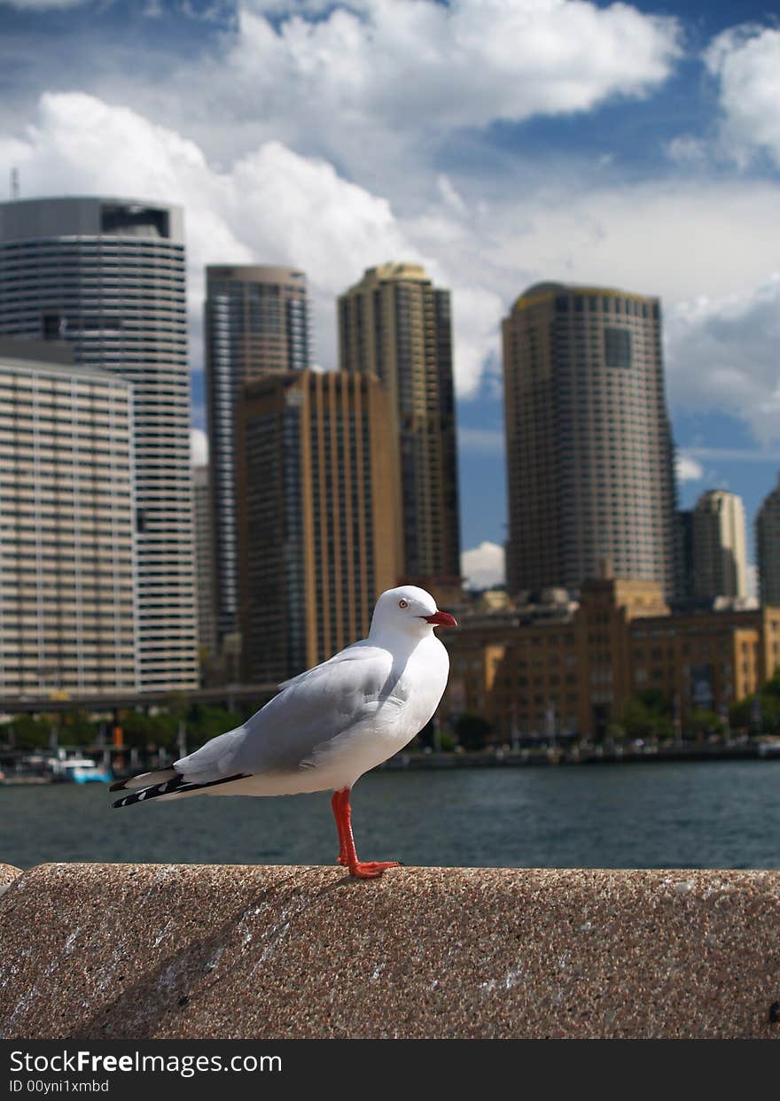 Seagull and city of Sydney