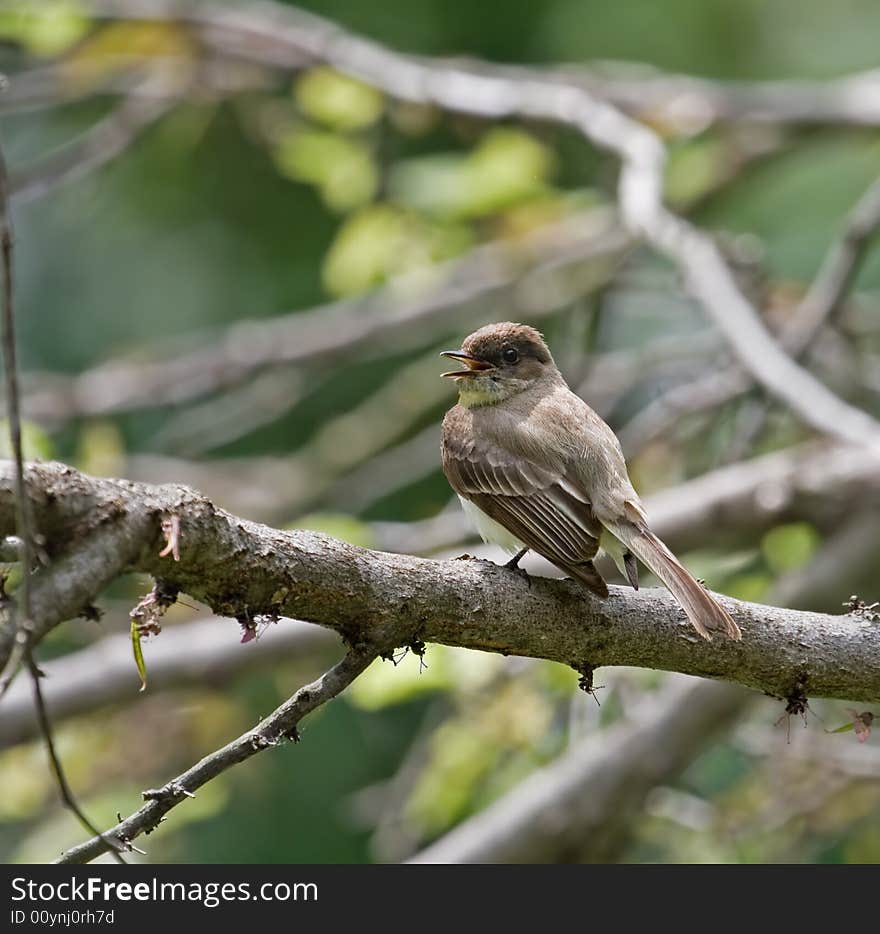 Flycatcher