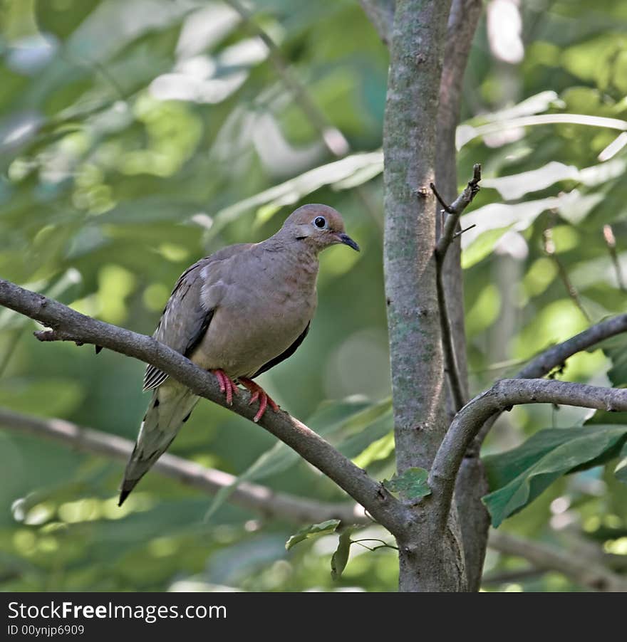 Mourning Dove