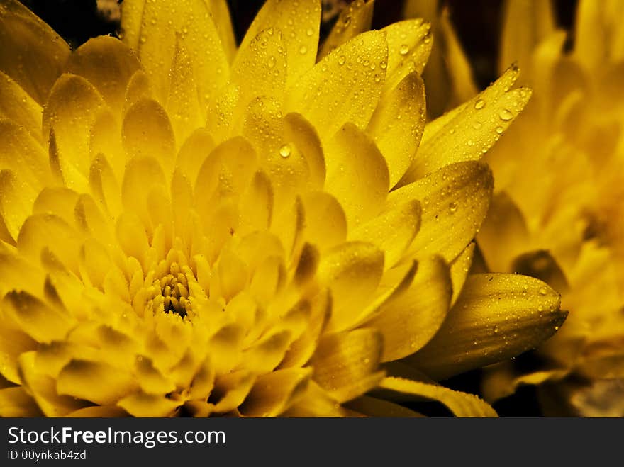 Yellow flower background. Macro shot. Low depth of field. Yellow flower background. Macro shot. Low depth of field