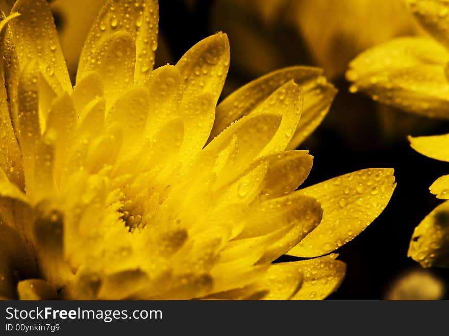 Yellow flower background. Macro shot. Low depth of field. Yellow flower background. Macro shot. Low depth of field