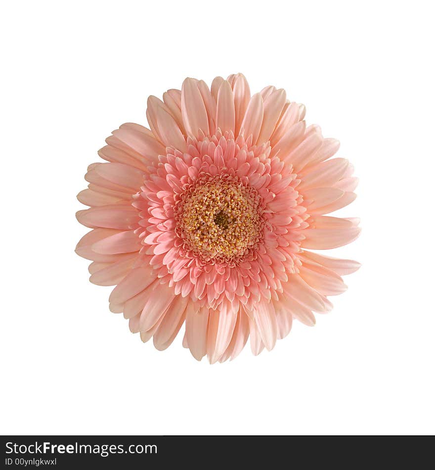 Pink gerber flower on a white background. Pink gerber flower on a white background