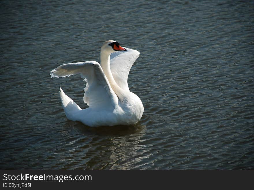 White swan on the water