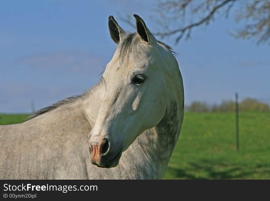 Beautiful white horse close up. Beautiful white horse close up