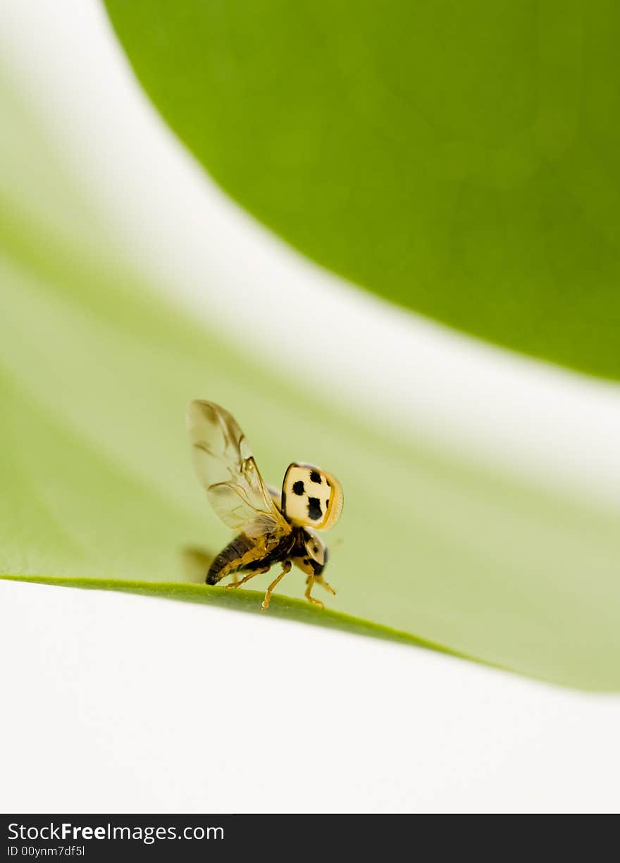 Yellow ladybug on green leaf isolated white background