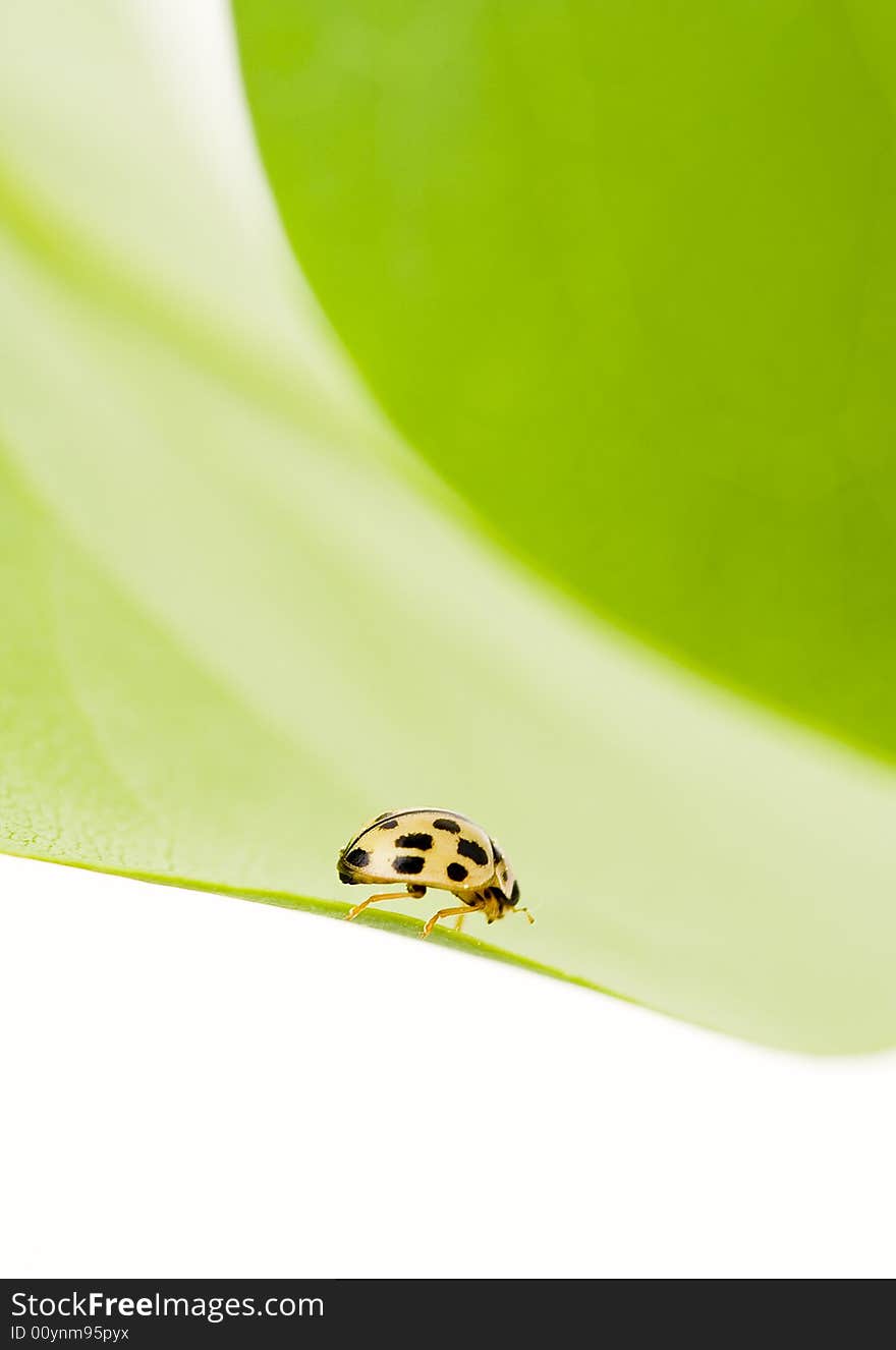 Yellow ladybug on green leaf isolated white background