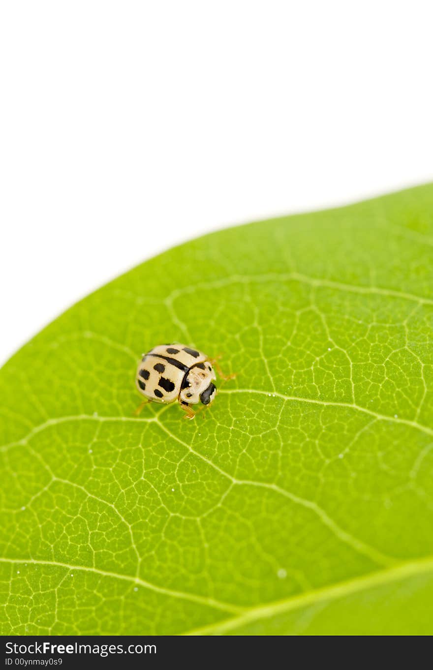 Yellow ladybug on green leaf isolated white background