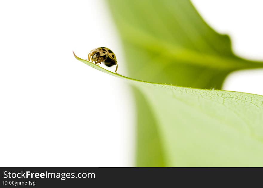 Yellow ladybug on green leaf isolated white background