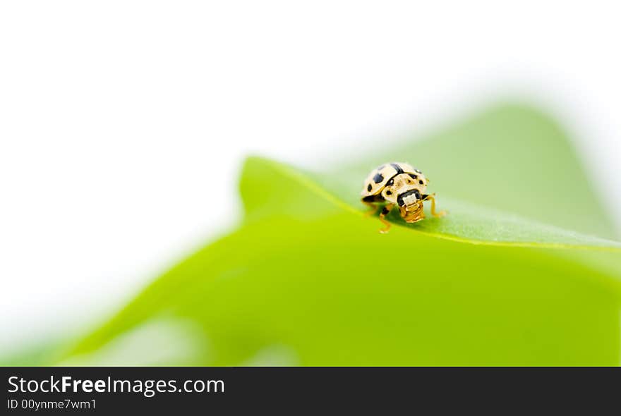 Yellow ladybug on green leaf isolated white background