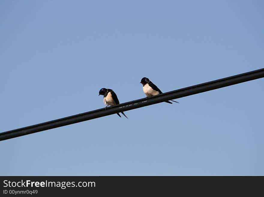 Swallows on a wire