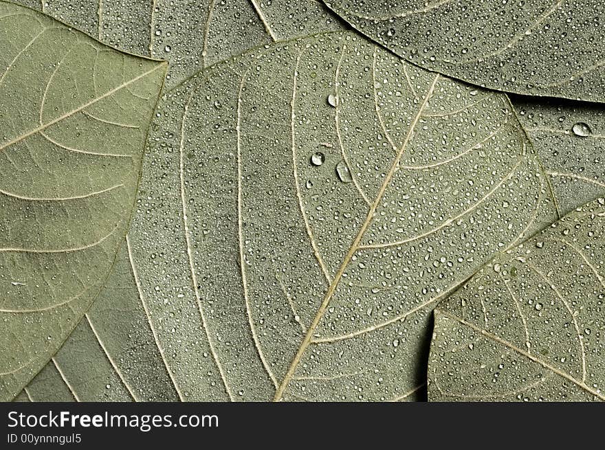 Leaves With Water Droplets.