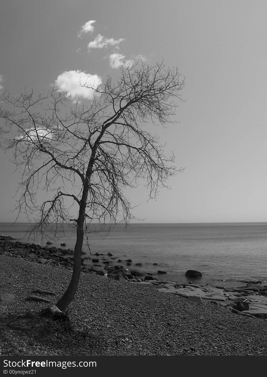 Lone Tree on the North shore of Lake Superior. Lone Tree on the North shore of Lake Superior