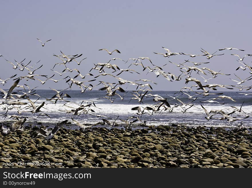 Seaguls take off