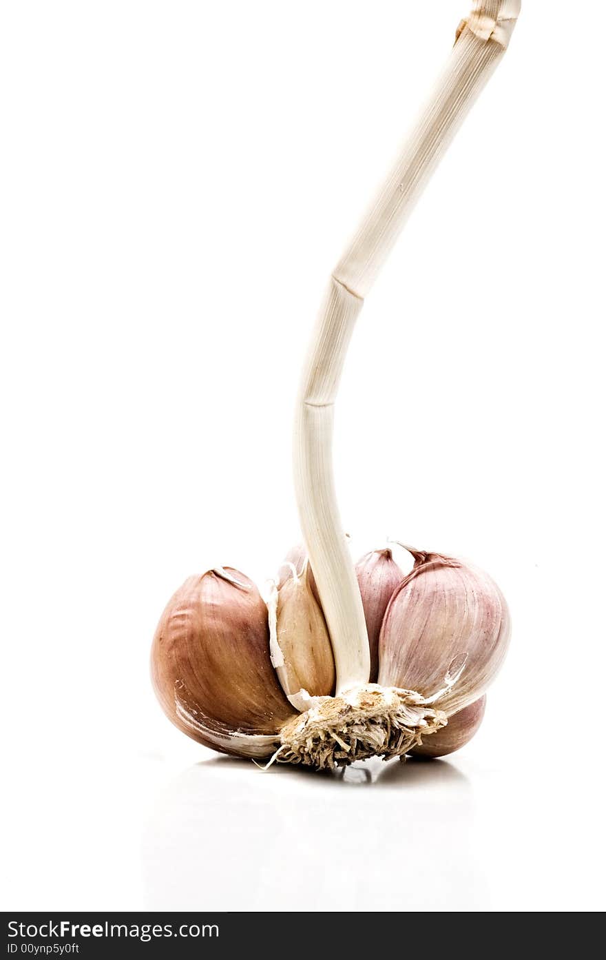 Garlic On White Background