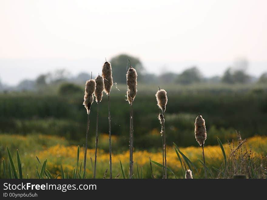 Some bullrushes glowing in the spring sunlight. Some bullrushes glowing in the spring sunlight