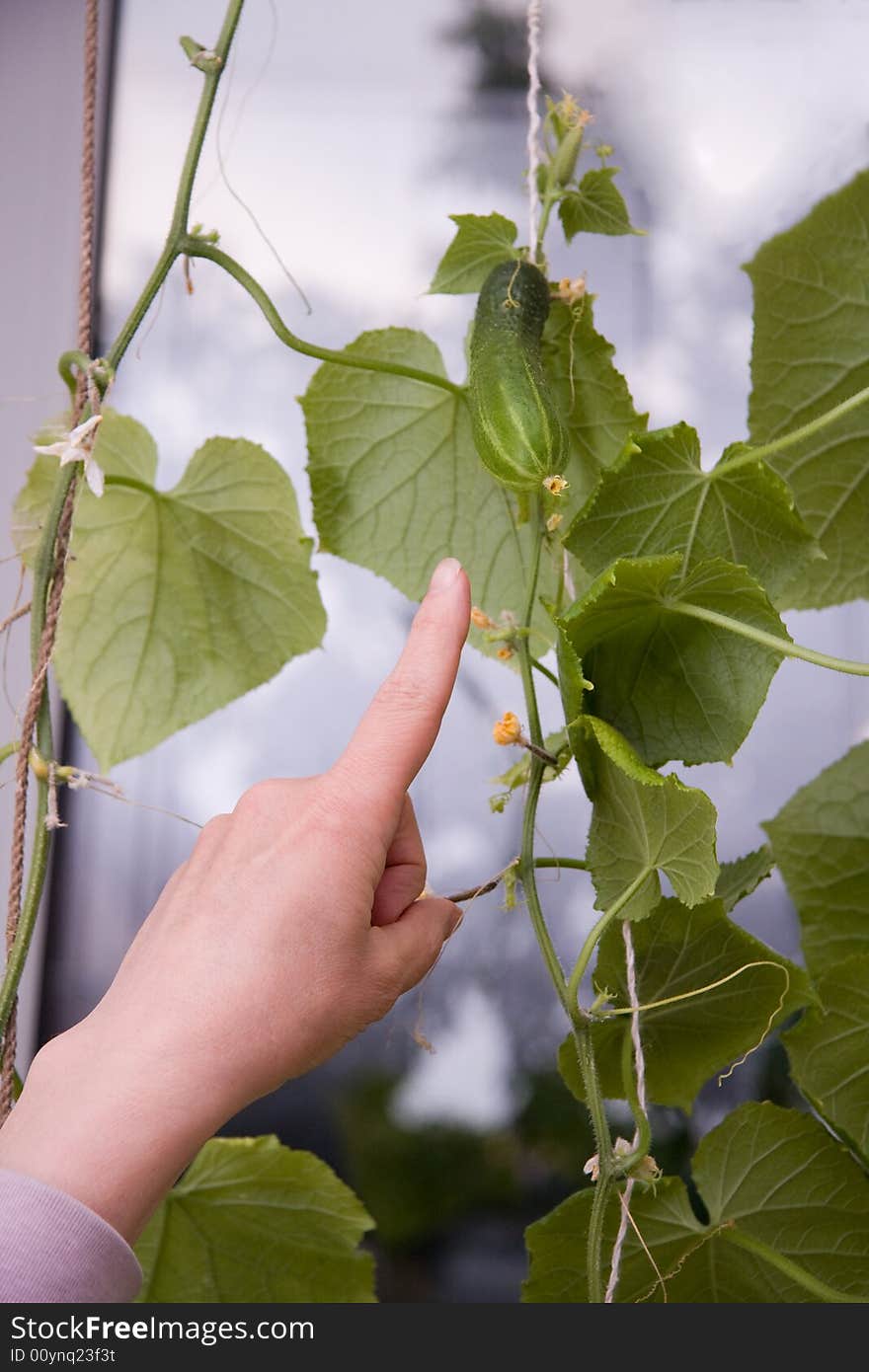 Pointing A Finger At Cucumber