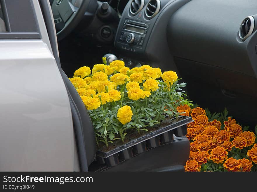 Car full of flower seedling. Car full of flower seedling