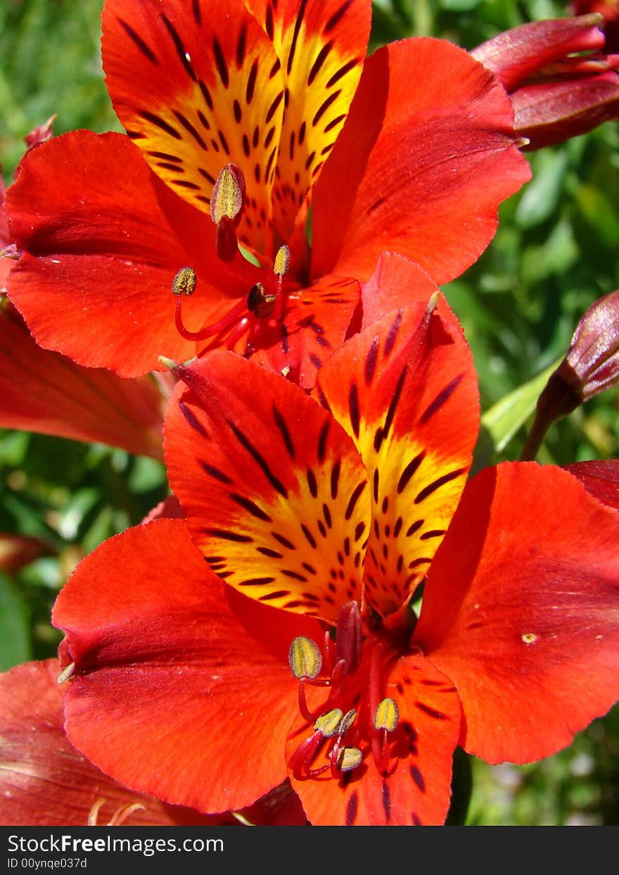 Red orchids in backyard house garden